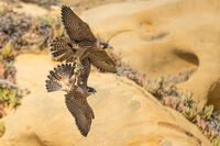 Peregrine Fledgling Food Fight