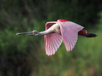 Roseatte Spoonbill