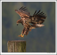 Juvenile Bald Eagle, BC, Ca