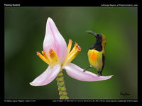 Flaming Sunbird