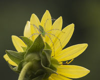 Green Lynx Spider 