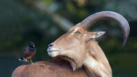 Barbary Sheep Accessory
