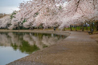 Tidal Basin