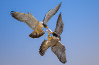 Peregrine Food Exchange