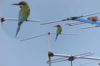 Blue-tailed Bee-eater