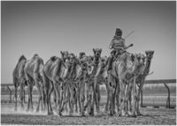 Camel Training
