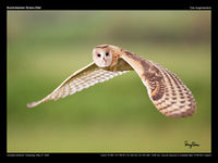 Australasian Grass-Owl