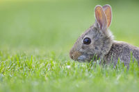 Backyard Visitor