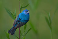 Backyard Bunting