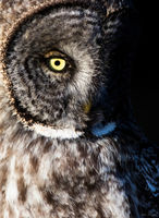 Great Gray
