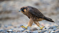Peregrine Fledgling Takes a Walk on the Beach