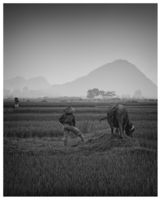 Me and my water buffalo
