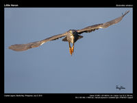 Little Heron