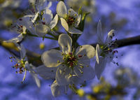 Bartlett Blossoms