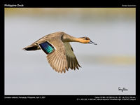 Philippine Duck