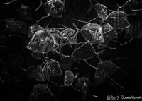Out For a Stroll: Honorable Mention, Black & White Spider Awards: Wildlife