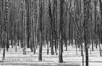 Thick forest