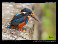 Indigo-banded Kingfisher
