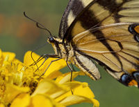 Eastern Tiger Swallowtail Butterfly, Columbia, Maryland
