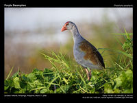 Purple Swamphen