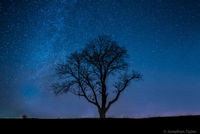 Kansas Tree Stars