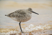 Willet