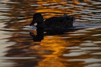 Pond Silhouette