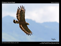 Philippine Serpent-Eagle