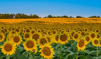 Crowded Field