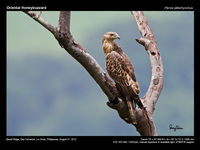 Oriental Honeybuzzard