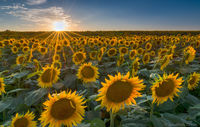 Sun Flower Sunburst