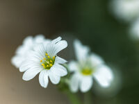 Little White Flowers