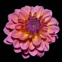 Peony Glow