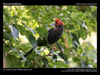Red-crested Malkoha