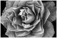 Tea Rose