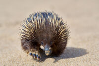 Echidna
