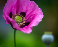 Pink Poppy