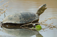 Big Bend Slider basking on a warm, lazy winter afternoon at Bosque del Apache