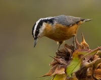 Red Breasted Nuthatch