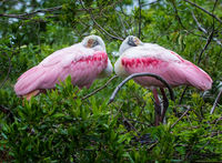 Roseate Spoonbill