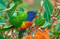Rainbow Lorikeet
