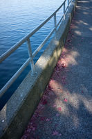 Blue with Red Leaves