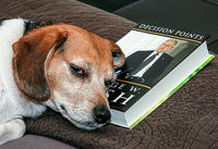 Sleeping Dogs Lie