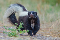 Striped Skunk that just realized he was being watch.  Bosque del Apache.