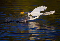 Egret