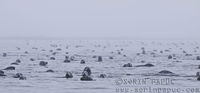 A sea of sea'ls