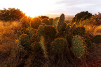 Arizona Sunset