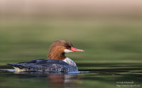 Common Merganser - Female