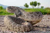 Western Diamond-backed Rattlesnake unhappy about being interupted while crossing a levee road.  Bosque del Apache.