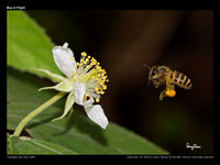 Bee in flight